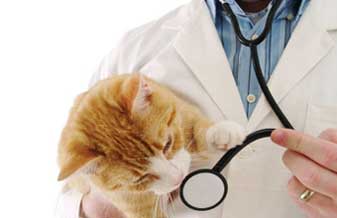 Clínica Veterinária Doutora Camila Candeia - Foto 1