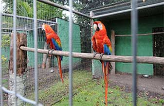 Guavirituba Pet - Foto 1