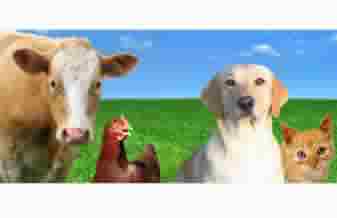 Rações Mazagão - Foto 1