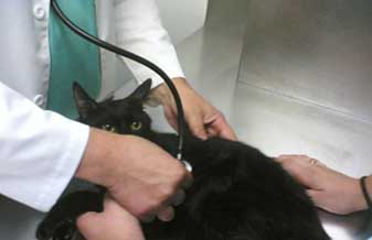 Energia Animal - Foto 1